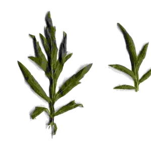 Photographie n°91677 du taxon Artemisia vulgaris L. [1753]