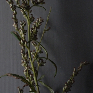 Photographie n°91678 du taxon Artemisia vulgaris L. [1753]