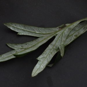 Photographie n°91680 du taxon Artemisia vulgaris L. [1753]