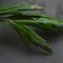  Liliane Roubaudi - Artemisia vulgaris L. [1753]