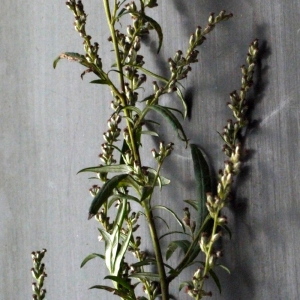 Photographie n°91682 du taxon Artemisia vulgaris L. [1753]