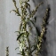  Liliane Roubaudi - Artemisia vulgaris L. [1753]