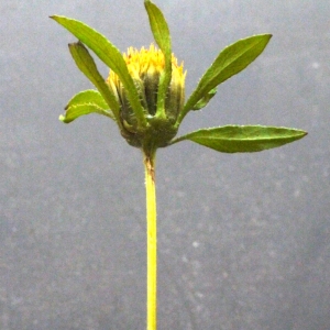 Photographie n°91687 du taxon Bidens radiata Thuill. [1799]