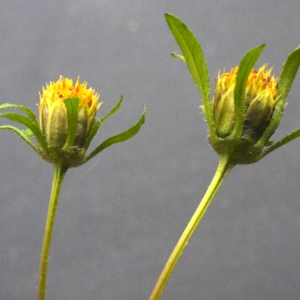 Photographie n°91689 du taxon Bidens radiata Thuill. [1799]