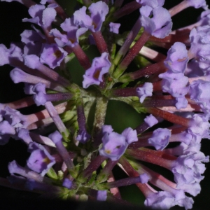 Photographie n°91698 du taxon Buddleja davidii Franch. [1887]