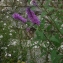  Liliane Roubaudi - Buddleja davidii Franch. [1887]