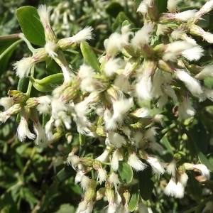 Baccharis halimifolia L. (Baccharis à feuilles d'arroche)