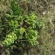  Florent Beck - Daucus carota subsp. gummifer (Syme) Hook.f. [1884]