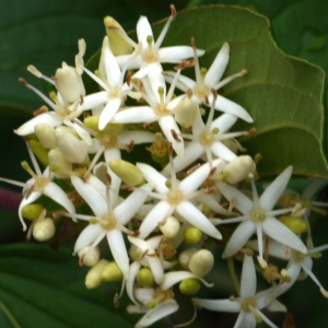 Swida sanguinea (L.) Opiz (Cornouiller sanguin)