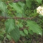  Liliane Roubaudi - Cornus sanguinea L.