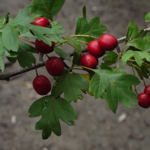 Photographie n°91749 du taxon Crataegus monogyna Jacq. [1775]