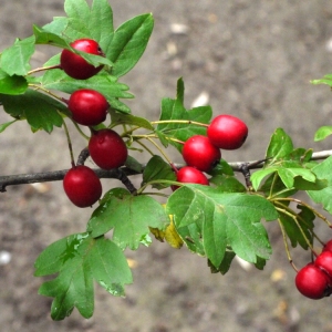 Photographie n°91750 du taxon Crataegus monogyna Jacq. [1775]