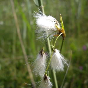  - Eriophorum gracile Koch ex Roth [1806]