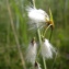  Mathilde DUVERGER - Eriophorum gracile Koch ex Roth [1806]