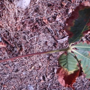 Photographie n°91778 du taxon Aesculus carnea Hayne [1822]