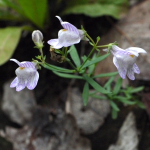 Photographie n°91799 du taxon Linaria repens (L.) Mill. [1768]