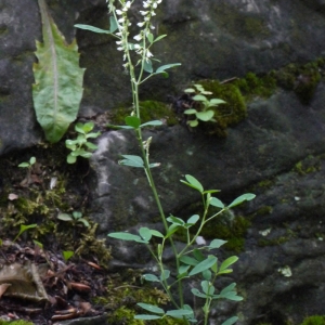 Photographie n°91826 du taxon Melilotus albus Medik. [1787]