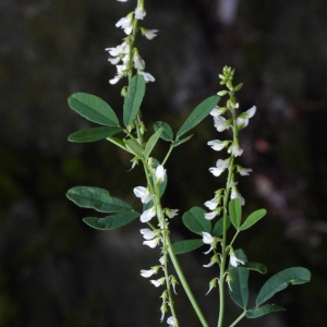 Photographie n°91827 du taxon Melilotus albus Medik. [1787]