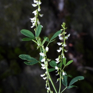 Photographie n°91828 du taxon Melilotus albus Medik. [1787]