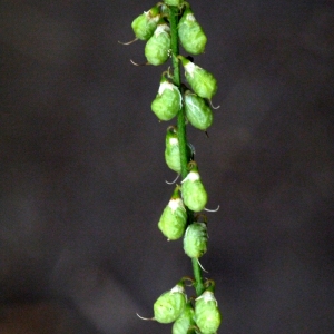 Photographie n°91829 du taxon Melilotus albus Medik. [1787]