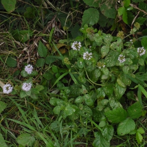 Photographie n°91831 du taxon Mentha aquatica L. [1753]