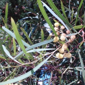 Photographie n°91841 du taxon Acacia retinodes Schltdl. [1847]