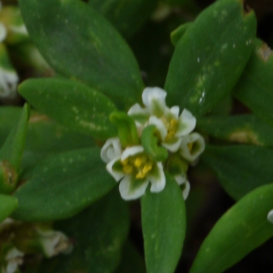 Photographie n°91866 du taxon Polygonum aviculare L. [1753]