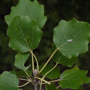 Photographie n°91875 du taxon Populus tremula L. [1753]