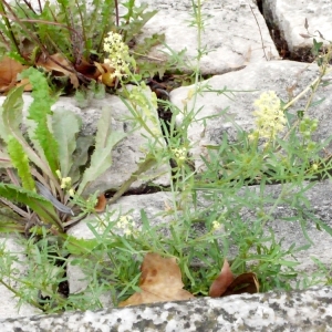 Photographie n°91876 du taxon Reseda lutea L. [1753]