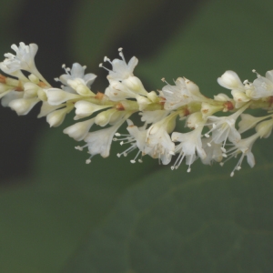 Reynoutria sachalinensis (F.Schmidt) Nakai (Renouée de Sakhaline)