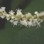  Liliane Roubaudi - Reynoutria sachalinensis (F.Schmidt) Nakai [1922]