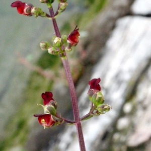 Photographie n°91889 du taxon Scrophularia aquatica L. [1753]