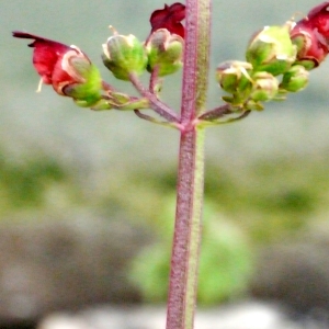 Photographie n°91891 du taxon Scrophularia aquatica L. [1753]