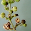  Liliane Roubaudi - Scrophularia aquatica L. [1753]