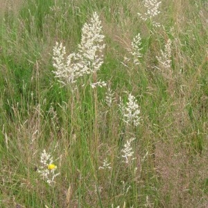 Photographie n°91900 du taxon Holcus lanatus L.