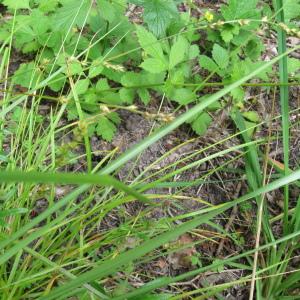 Photographie n°91913 du taxon Carex divulsa Stokes