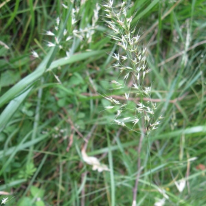 Photographie n°91918 du taxon Trisetum flavescens (L.) P.Beauv.