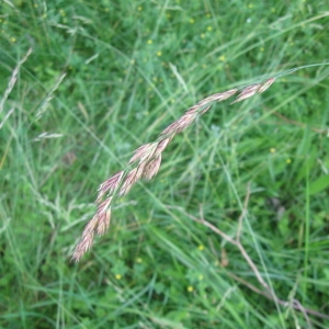 Photographie n°91920 du taxon Festuca arundinacea Schreb.