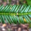  Liliane Roubaudi - Taxus baccata L. [1753]