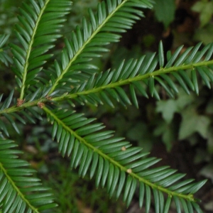 Photographie n°91933 du taxon Taxus baccata L. [1753]