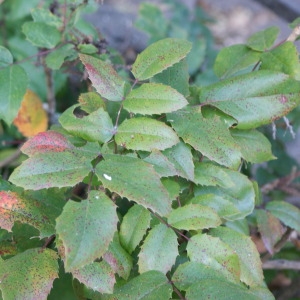 Photographie n°91953 du taxon Mahonia aquifolium (Pursh) Nutt. [1818]