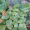  Emilie Sauveur - Mahonia aquifolium (Pursh) Nutt. [1818]