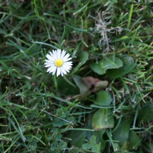 Photographie n°91970 du taxon Bellis perennis L. [1753]