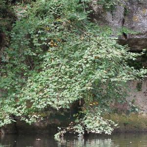 Photographie n°91986 du taxon Platanus x hispanica Mill. ex Münchh. [1770]