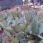  Genevieve Botti - Opuntia ficus-indica (L.) Mill. [1768]