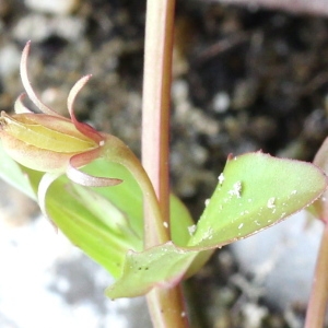 Lindernia dubia (L.) Pennell (Fausse Gratiole)
