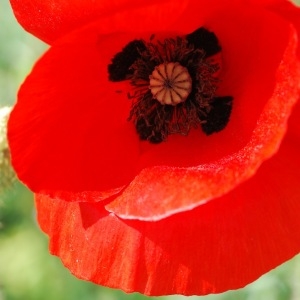 Photographie n°92086 du taxon Papaver rhoeas L.