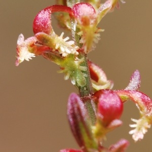 Photographie n°92089 du taxon Rumex bucephalophorus L. [1753]