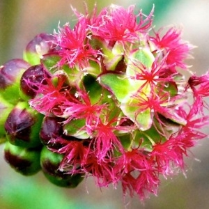 Poterium sanguisorba L. subsp. sanguisorba