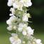  Marie  Portas - Verbascum lychnitis f. album (Mill.) W.D.J.Koch